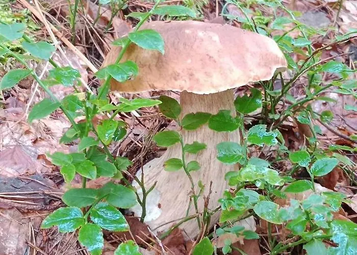 Goscinne Sloneczko * Kąty Rybackie